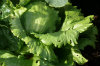 Lettuce 004-100x66